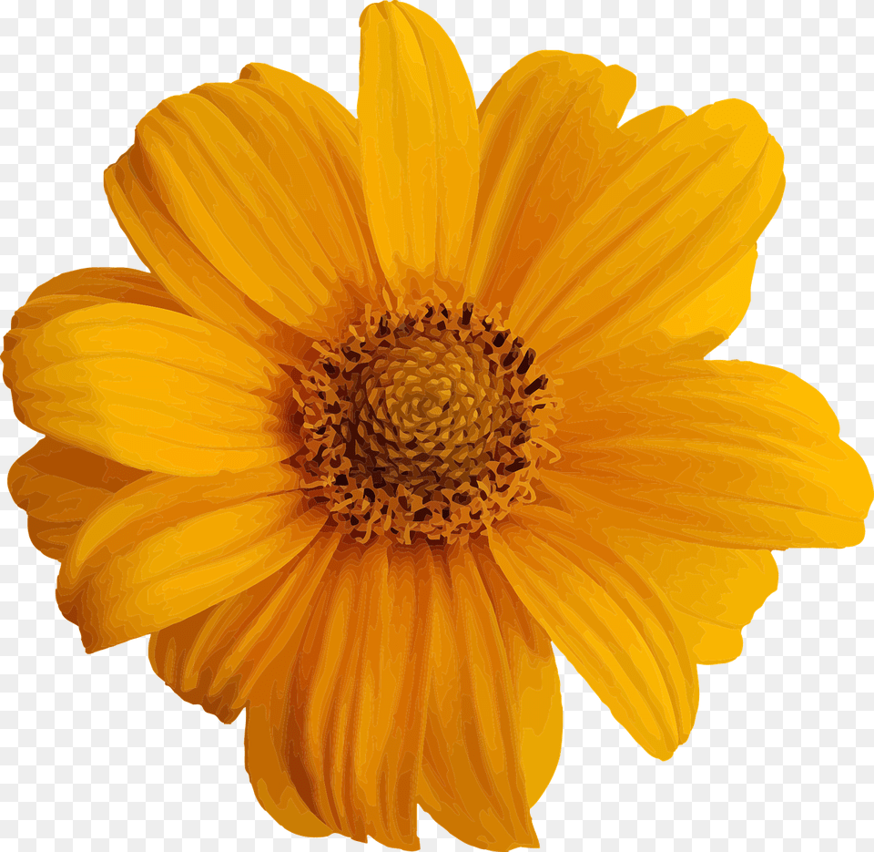 Abstract Daisy, Flower, Petal, Plant Free Transparent Png