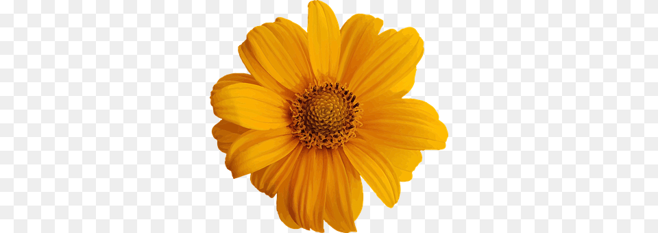 Abstract Daisy, Flower, Petal, Plant Png Image