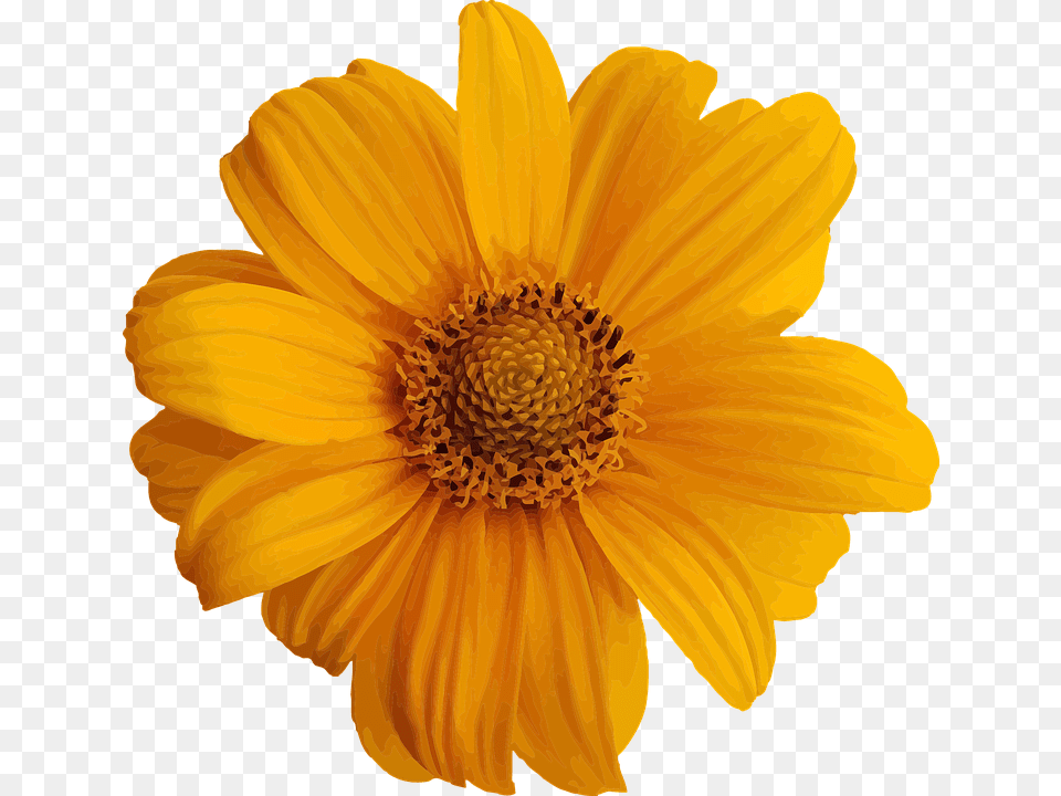 Abstract Daisy, Flower, Petal, Plant Free Png