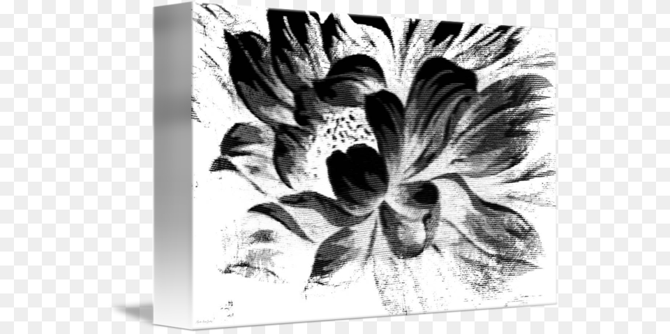 Abstract Drawing Black And White Black And White Abstract Flowers Art, Flower, Dahlia, Plant, Wedding Free Png