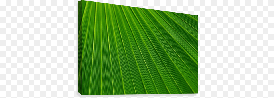 Abstract Green Lines Canvas Print Palmblatt Druck Raum Schablonen Tropisches Grn Postkarte, Leaf, Plant, Texture, Grass Free Png