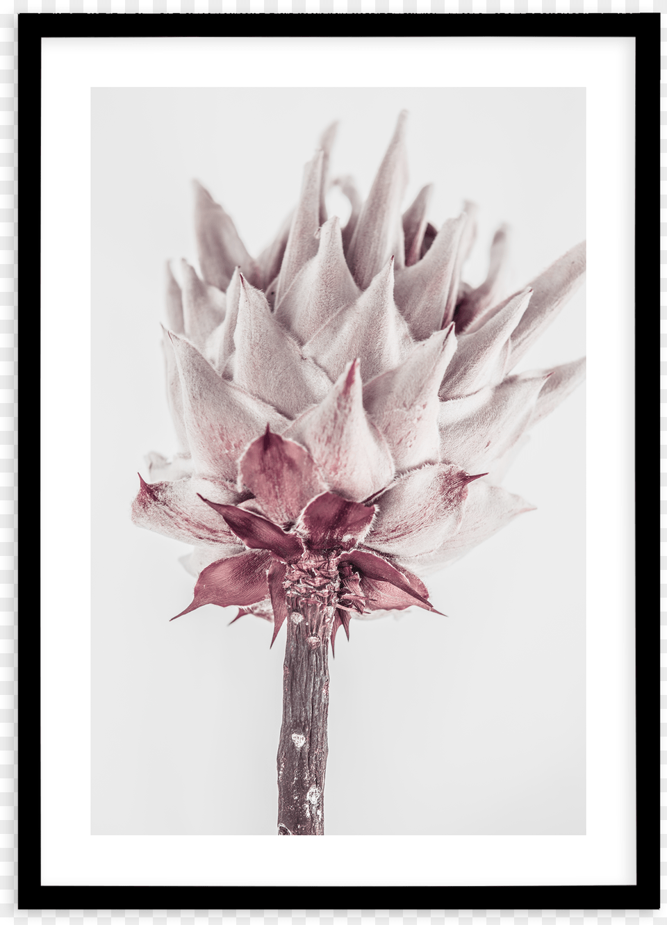 Abstract Protea No Iii Painting, Dahlia, Flower, Petal, Plant Free Transparent Png