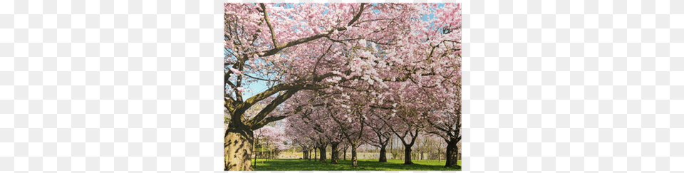 Abundance Of Japanese Cherry Blossoms Poster Pixers Cherry Blossom, Flower, Plant, Cherry Blossom, Grass Free Png Download