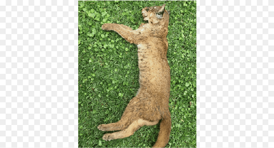 Abyssinian, Grass, Plant, Animal, Mammal Free Png