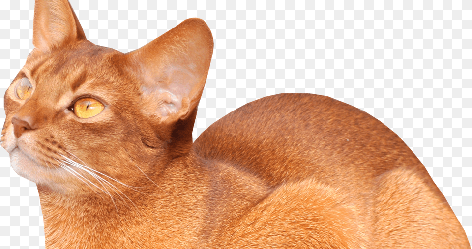 Abyssinian Cat, Animal, Mammal, Pet Free Png Download