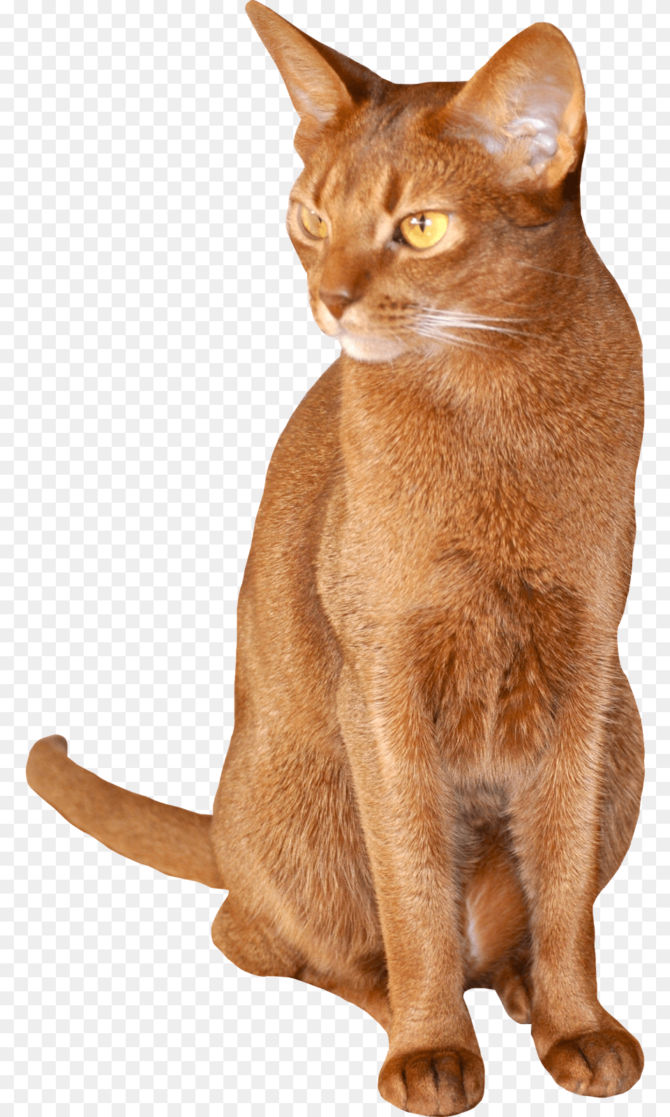 Abyssinian Chausie Burmese Cat German Rex Somali Cat Background Abyssinian Cat, Animal, Mammal, Pet Free Transparent Png