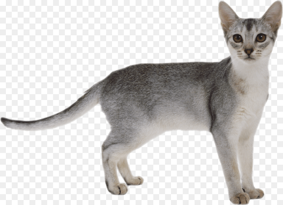 Abyssinian Kitten Cat White Background, Animal, Mammal, Pet Free Png