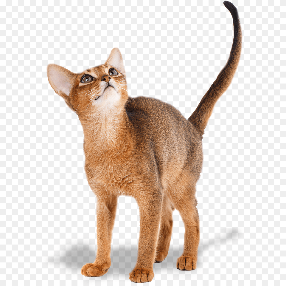 Abyssyn Cat Picture, Abyssinian, Animal, Mammal, Pet Png