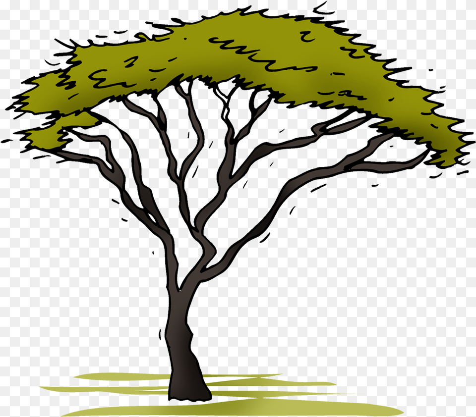 Acacia Acacia Tree Clipart Plant, Tree Trunk, Person, Oak Free Transparent Png