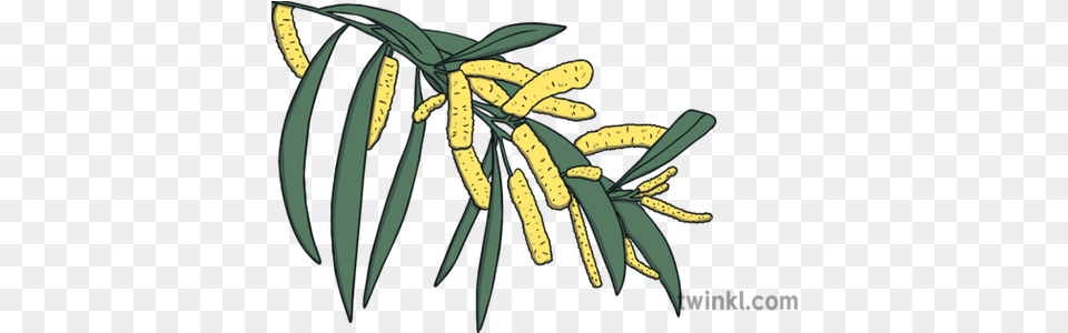 Acacia Binervia Plant Ks1 Illustration Twinkl Drawing, Flower, Pollen, Tree, Leaf Free Transparent Png