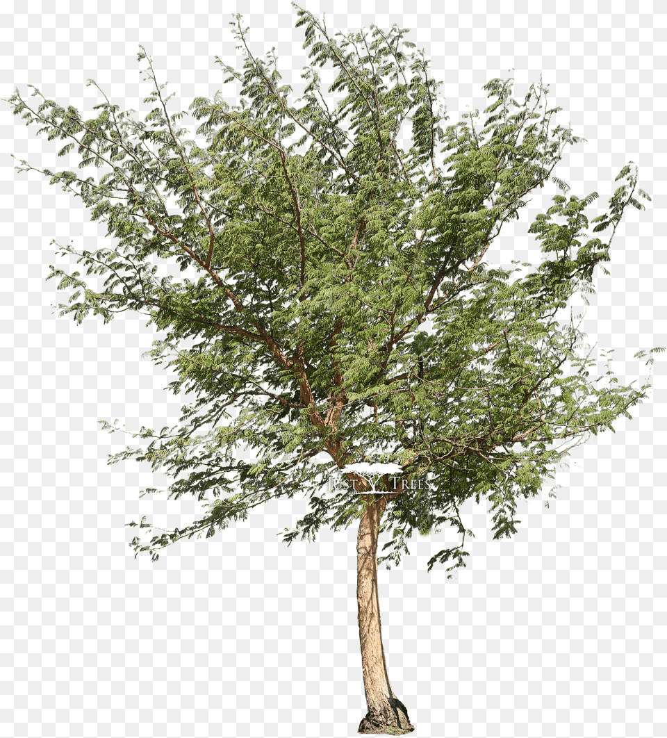 Acacia Galpinii Acacia Tree, Logo, Text, Number, Symbol Free Png