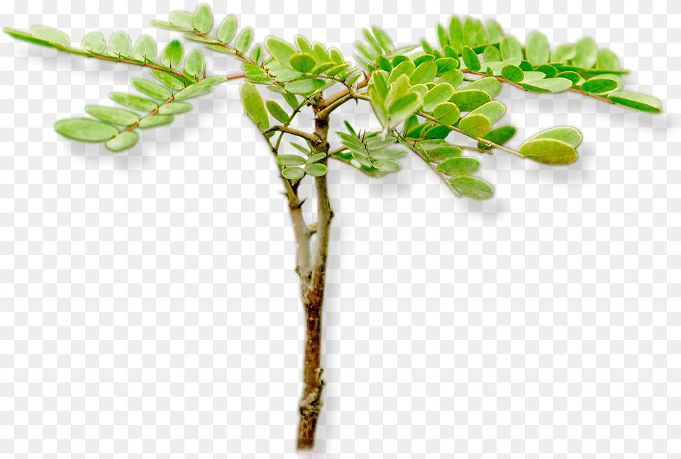 Acacia Greggii, Leaf, Plant, Flower, Tree Free Png
