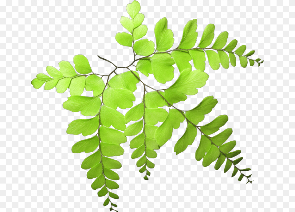 Acacia Greggii, Fern, Leaf, Plant Free Png Download
