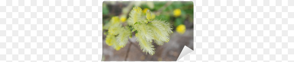 Acacia Greggii, Pollen, Tree, Bud, Flower Png
