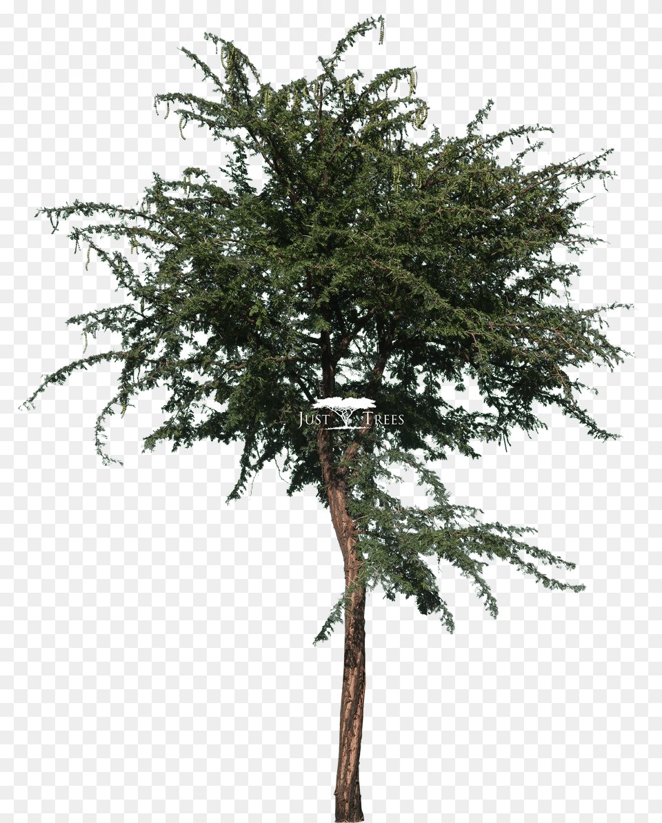 Acacia Nilotica Real Coconut Tree Png Image