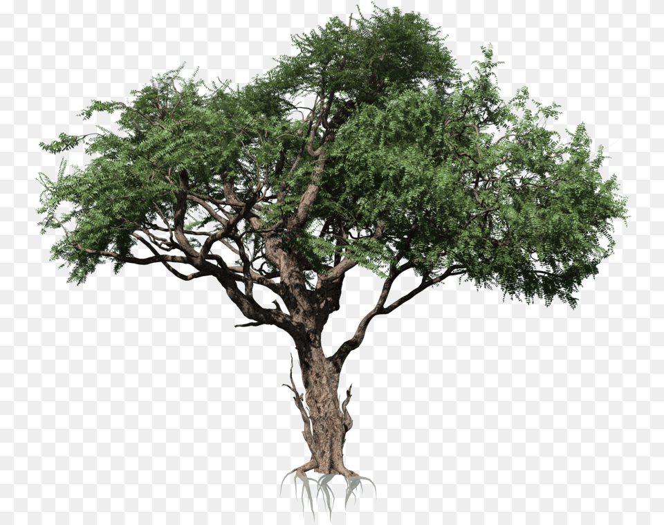 Acacia Rainforest Tree, Plant, Potted Plant, Conifer, Tree Trunk Free Png