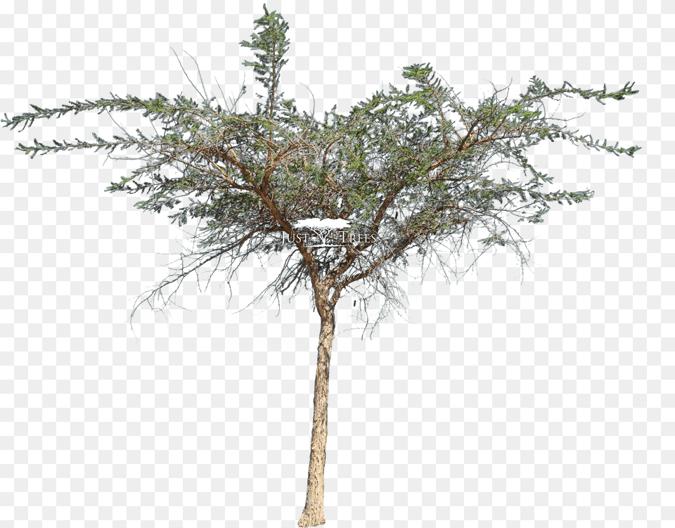Acacia Sieberiana Var Woodii Mexican Pinyon, Ice, Plant, Tree, Outdoors Png