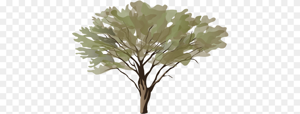 Acacia Spp Art, Oak, Plant, Sycamore, Tree Free Transparent Png