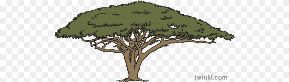 Acacia Tree 3 Illustration Oak, Plant, Nature, Outdoors, Landscape Free Png