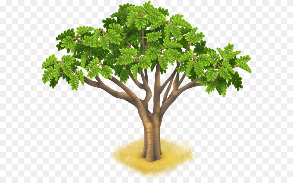 Acacia Tree, Oak, Plant, Potted Plant, Sycamore Free Png Download