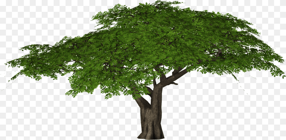 Acacia Tree Acacia Tree Clipart Transparent, Oak, Plant, Sycamore, Tree Trunk Png