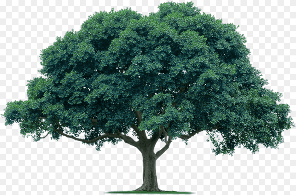 Acacia Tree Background Oak Tree, Plant, Sycamore, Tree Trunk, Maple Png Image