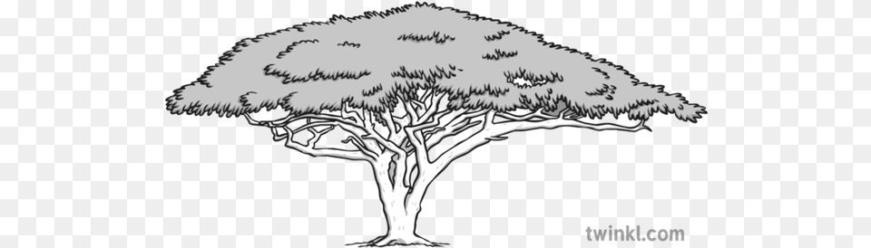 Acacia Tree Black And White 3 Lovely, Art, Drawing, Plant, Animal Free Png Download