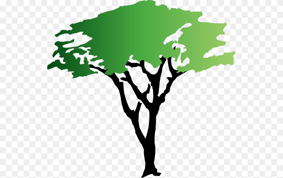 Acacia Tree Clipart, Green, Plant, Silhouette, Leaf Png