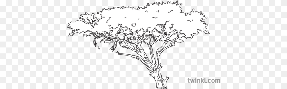 Acacia Tree Science Ecology Plants Lovely, Art, Drawing, Modern Art Png
