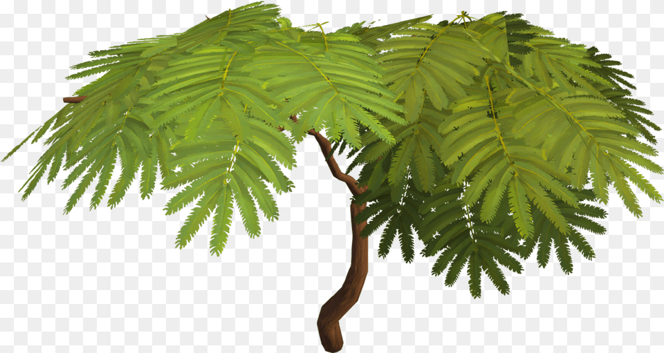 Acadia Tree Arcadia Tree, Leaf, Plant, Flower, Vegetation Free Png Download