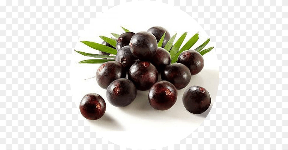 Acai Berry Indus Viva Health Science Pvt Ltd, Food, Fruit, Plant, Produce Free Png