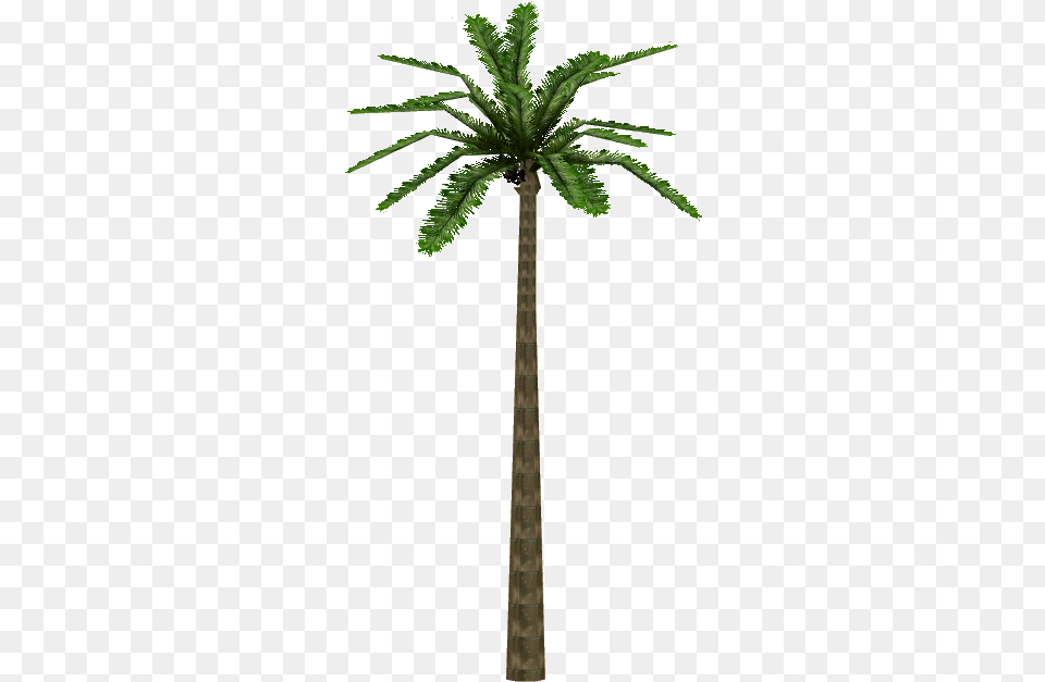 Acai Palm Portable Network Graphics, Palm Tree, Plant, Tree Png