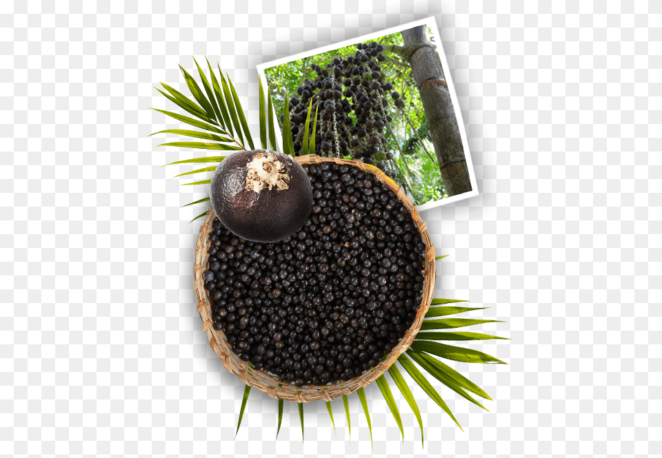 Acai Tree, Food, Fruit, Plant, Produce Free Png Download