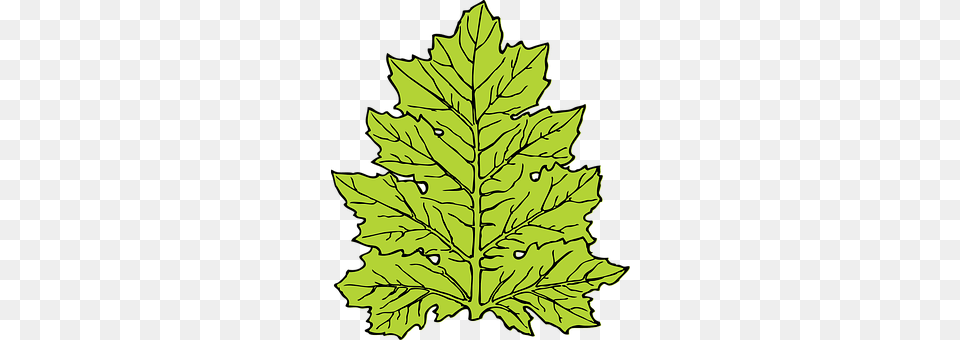 Acanthus Leaf, Oak, Plant, Sycamore Free Png