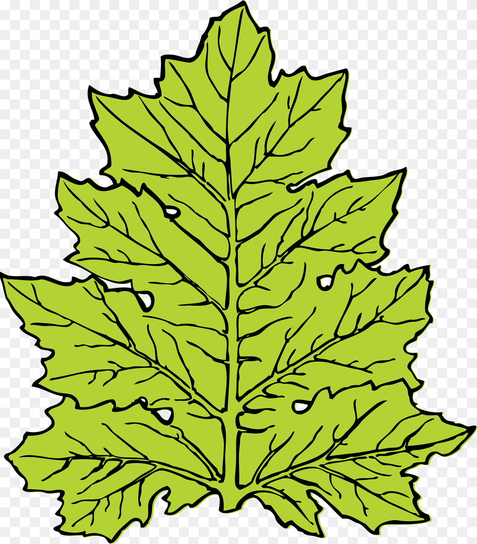 Acanthus Clipart, Leaf, Oak, Plant, Sycamore Png Image