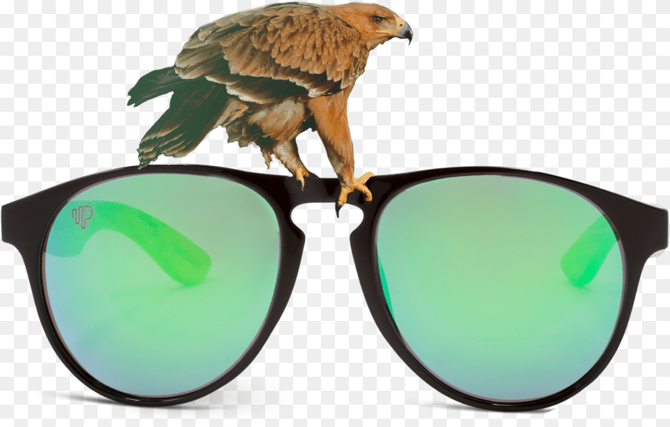 Accipitriformes, Accessories, Sunglasses, Animal, Bird Free Png Download