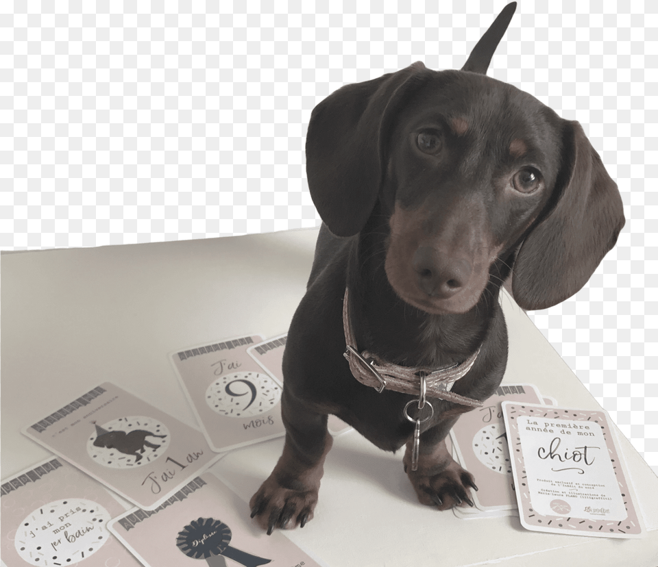 Accueil Dachshund, Animal, Canine, Dog, Hound Free Png Download