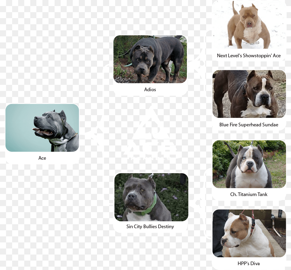 Ace Family Chart Horizontal 01 Olde English Bulldogge, Animal, Canine, Dog, Mammal Png