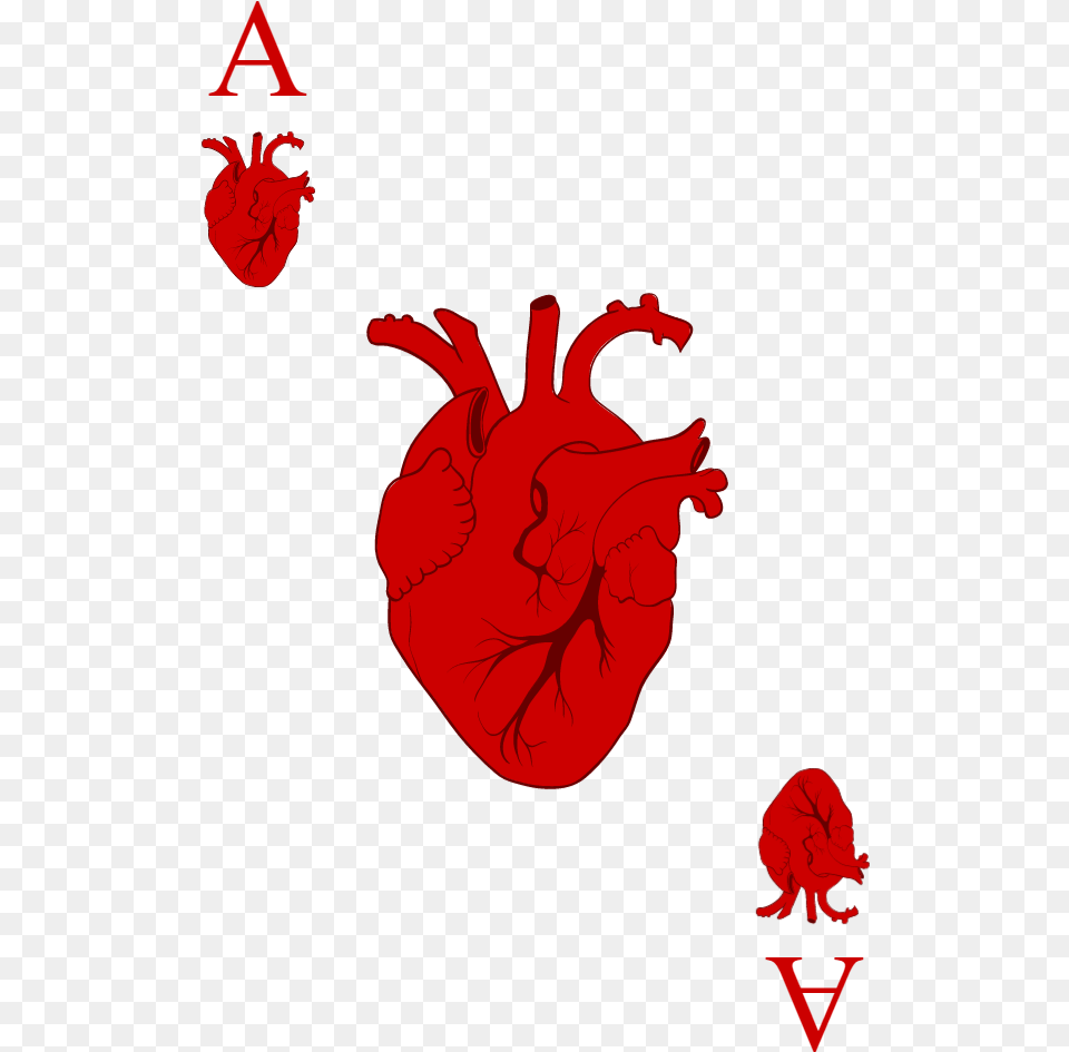 Ace Of Hearts, Flower, Plant, Animal, Food Free Transparent Png