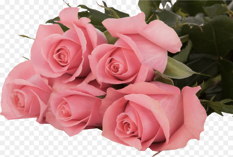 Ace Pink Subati Group Rose Ace Pink, Flower, Flower Arrangement, Flower Bouquet, Plant Png