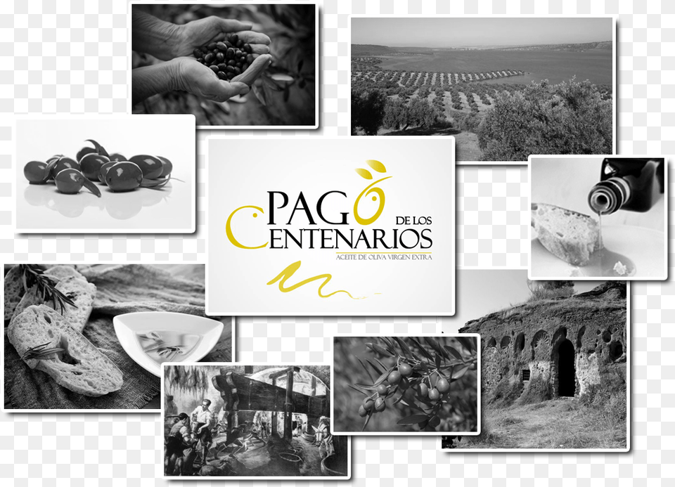 Aceite De Oliva Calidad Pago De Los Centenarios Collage, Art, Person, Bread, Food Free Png Download