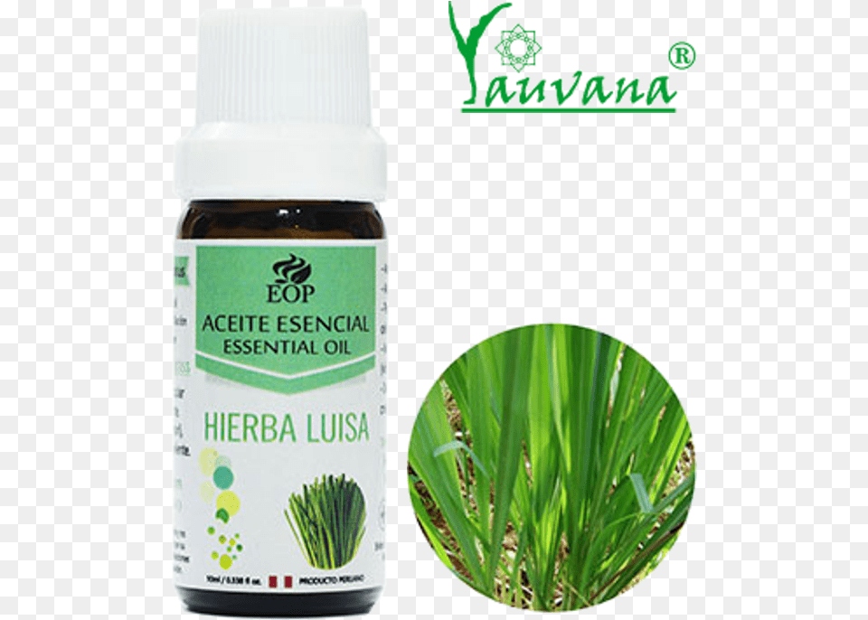 Aceite Esencial De Hierba Luisa Lemongrass 100 Puro Easy To Grow Bulbs 01 Lemon Grass, Herbal, Herbs, Plant, Bottle Png Image