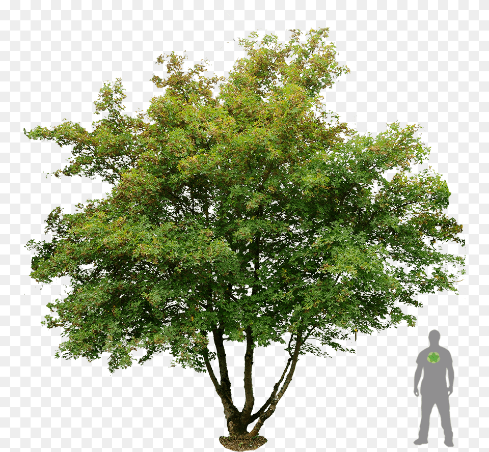 Acer Campestre, Maple, Oak, Plant, Sycamore Png