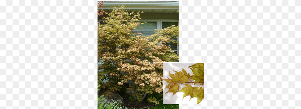 Acer Palmatum 39shigitatsu Sawa39 Japanese Maple, Leaf, Plant, Tree Free Png