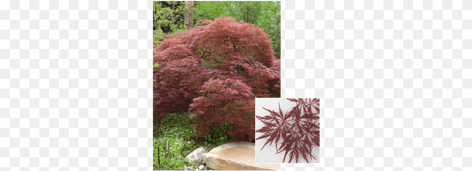 Acer Palmatum Dissectum Maple, Plant, Tree, Leaf, Vegetation Png