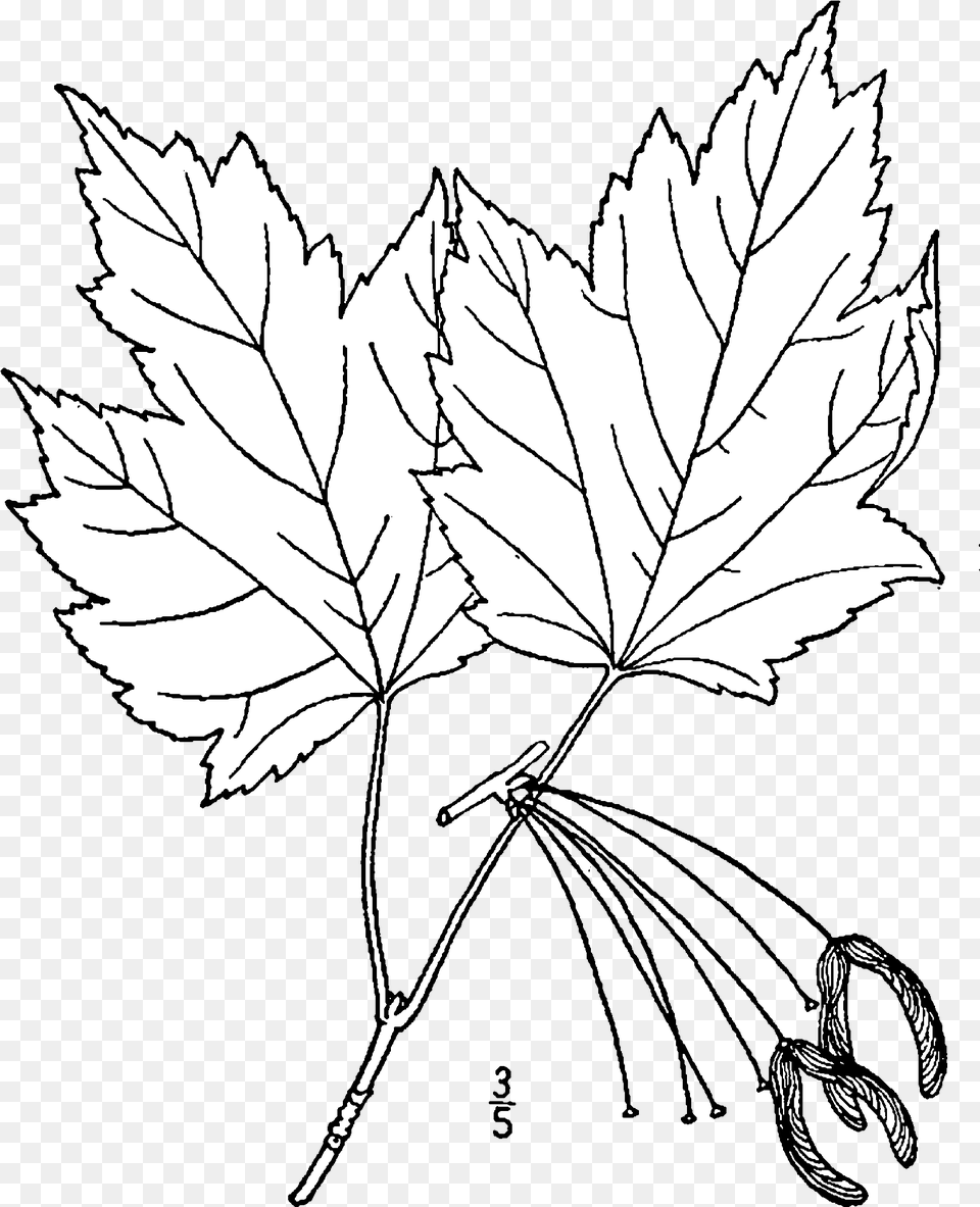 Acer Rubrum Rubrum Drawing Drawing, Leaf, Plant, Maple Leaf, Tree Png Image