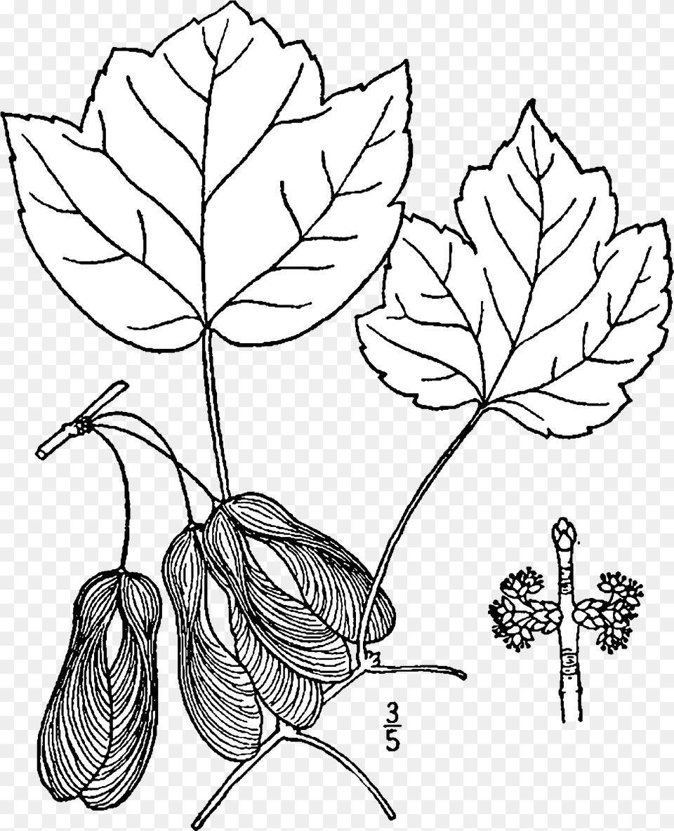 Acer Rubrum Trilobum Drawing Acer Rubrum Botanical Drawing, Leaf, Plant, Tree, Person Free Transparent Png