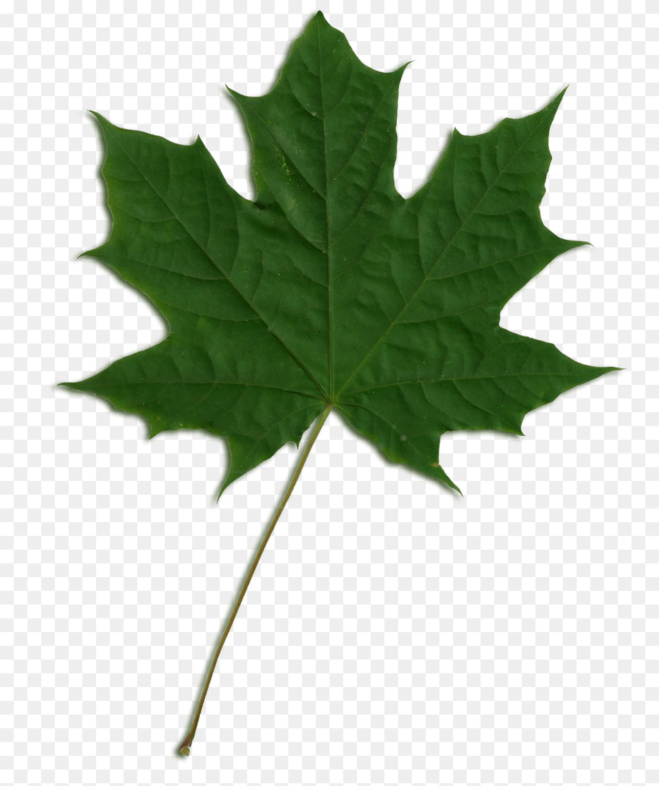 Acer Scanned Leaf, Plant, Tree, Maple, Maple Leaf Free Transparent Png
