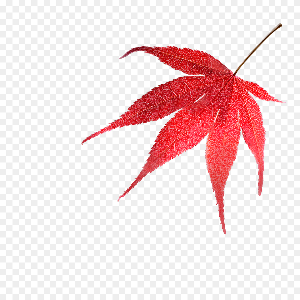 Acers To Grow, Leaf, Maple, Plant, Tree Free Png
