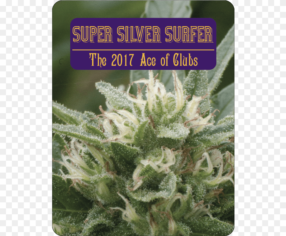 Aces Seeds Super Silver Surfer Portable Network Graphics, Bud, Flower, Grass, Plant Png